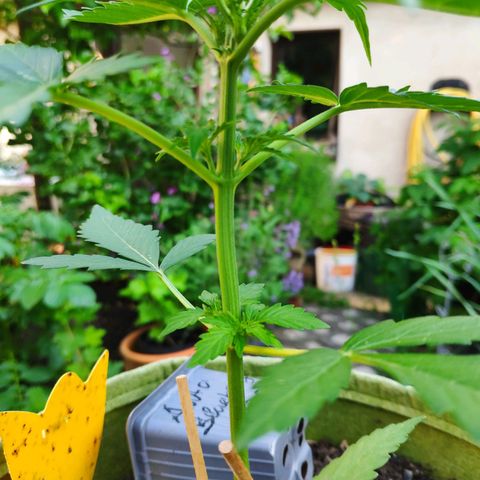 Auto Blueberry Dutch Passion  growlog timeline photo
