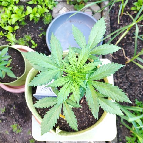 Quick One Royal Queen Seeds growlog timeline photo