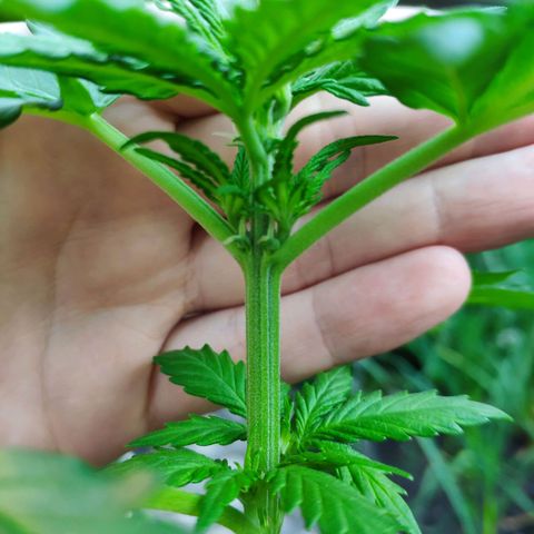 Quick One Royal Queen Seeds growlog timeline photo