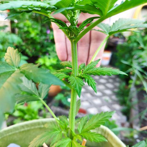 Quick One Royal Queen Seeds growlog timeline photo