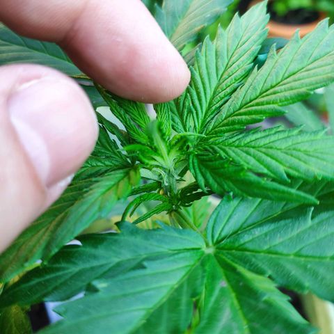 Quick One Royal Queen Seeds growlog timeline photo