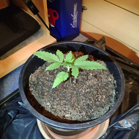 Purple Cookie Kush Sensi Seeds  growlog timeline photo