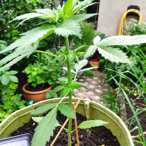 Auto Blueberry Dutch Passion  growlog timeline photo