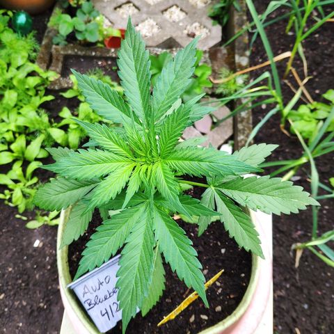 Auto Blueberry Dutch Passion  growlog timeline photo