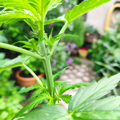 Auto Blueberry Dutch Passion  growlog timeline photo