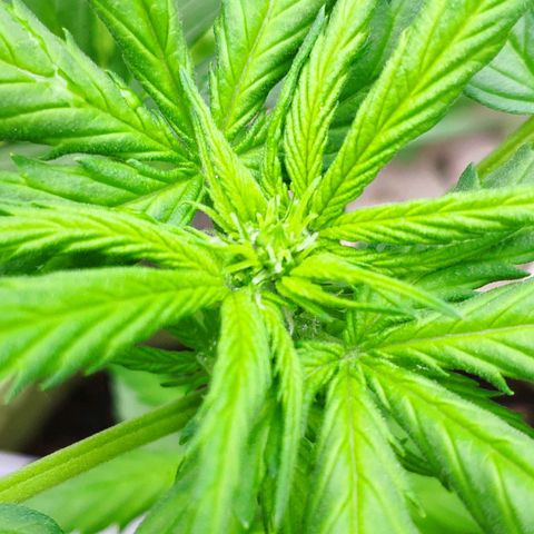 Quick One Royal Queen Seeds growlog timeline photo