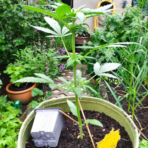Quick One Royal Queen Seeds growlog timeline photo