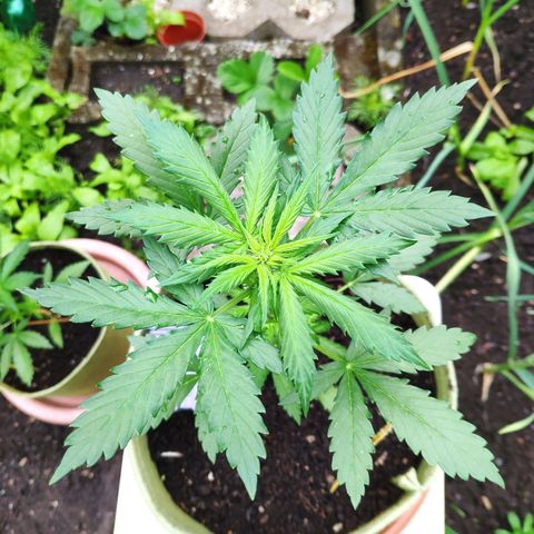 Quick One Royal Queen Seeds growlog timeline photo