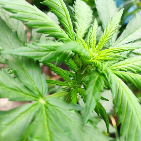 Quick One Royal Queen Seeds growlog timeline photo