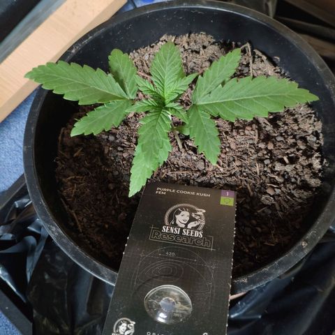 Purple Cookie Kush Sensi Seeds  growlog timeline photo
