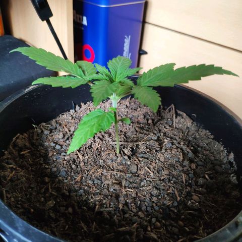 Purple Cookie Kush Sensi Seeds  growlog timeline photo