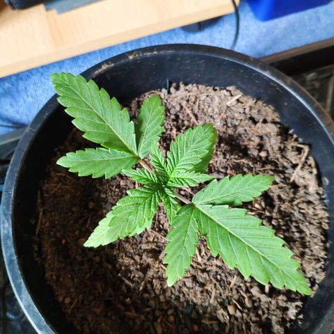 Purple Cookie Kush Sensi Seeds  growlog timeline photo