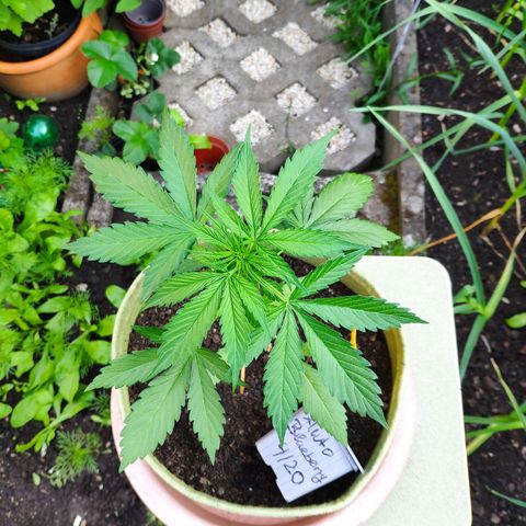 Auto Blueberry Dutch Passion  growlog timeline photo