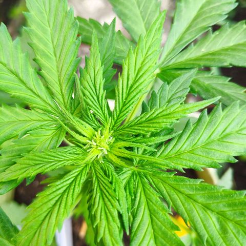 Quick One Royal Queen Seeds growlog timeline photo