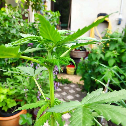 Quick One Royal Queen Seeds growlog timeline photo