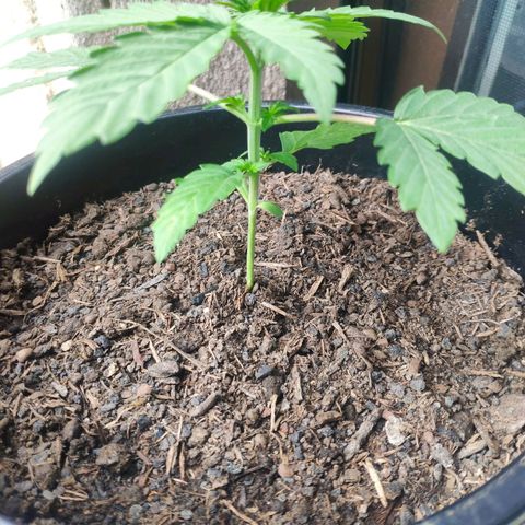 Purple Cookie Kush Sensi Seeds  growlog timeline photo