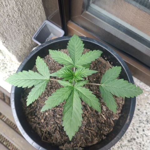 Purple Cookie Kush Sensi Seeds  growlog timeline photo
