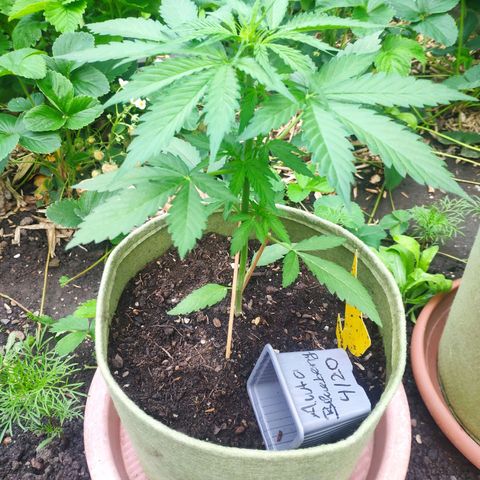 Auto Blueberry Dutch Passion  growlog timeline photo