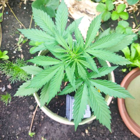Auto Blueberry Dutch Passion  growlog timeline photo
