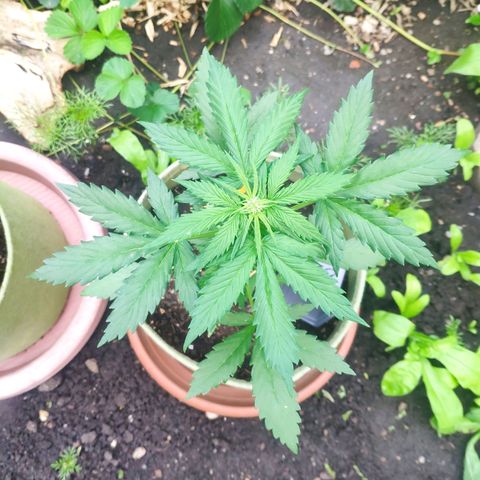 Quick One Royal Queen Seeds growlog timeline photo