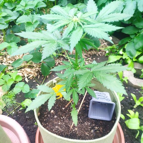 Quick One Royal Queen Seeds growlog timeline photo