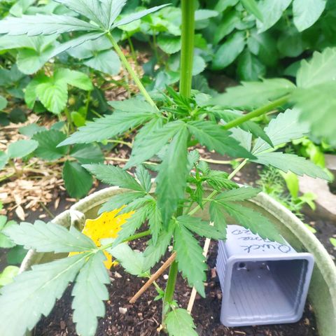 Quick One Royal Queen Seeds growlog timeline photo