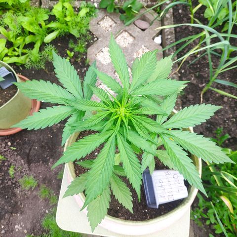 Auto Blueberry Dutch Passion  growlog timeline photo