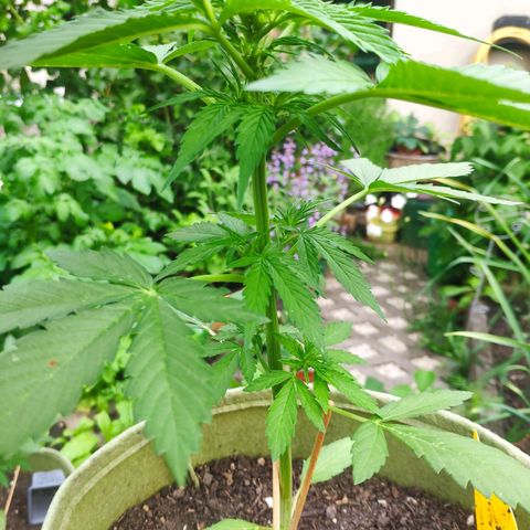 Auto Blueberry Dutch Passion  growlog timeline photo