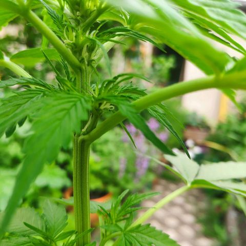 Auto Blueberry Dutch Passion  growlog timeline photo