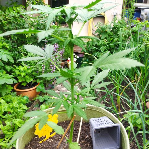 Quick One Royal Queen Seeds growlog timeline photo