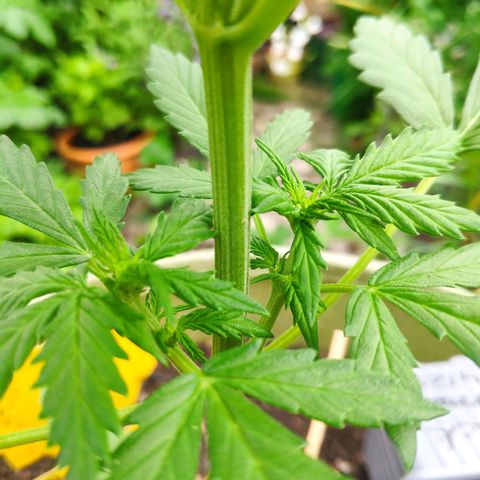 Quick One Royal Queen Seeds growlog timeline photo
