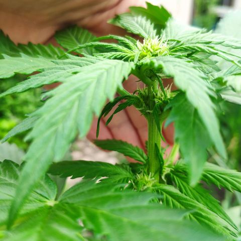 Quick One Royal Queen Seeds growlog timeline photo