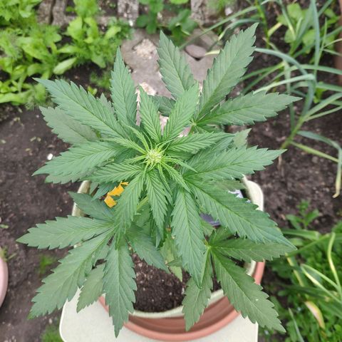Quick One Royal Queen Seeds growlog timeline photo