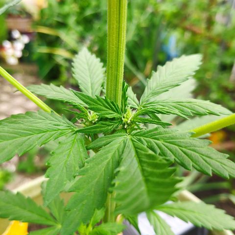 Quick One Royal Queen Seeds growlog timeline photo