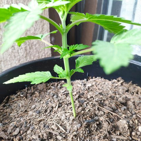 Purple Cookie Kush Sensi Seeds  growlog timeline photo