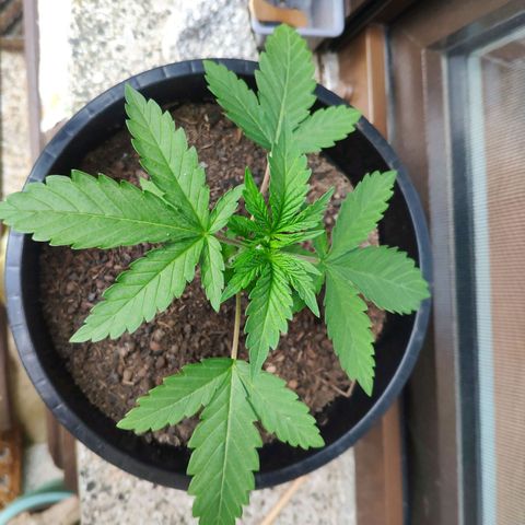 Purple Cookie Kush Sensi Seeds  growlog timeline photo