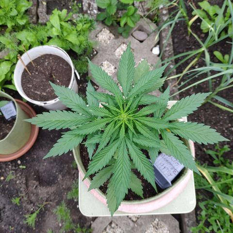 Auto Blueberry Dutch Passion  growlog timeline photo