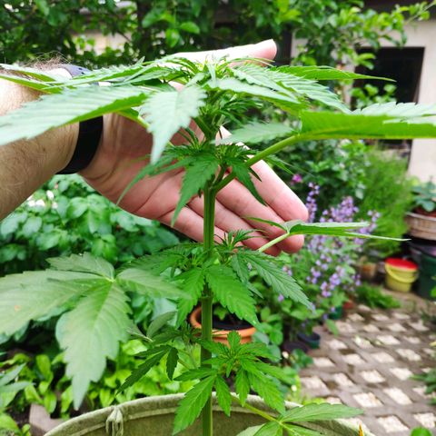 Auto Blueberry Dutch Passion  growlog timeline photo