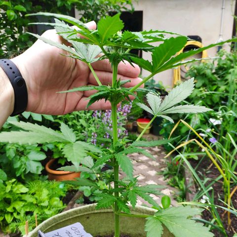 Quick One Royal Queen Seeds growlog timeline photo