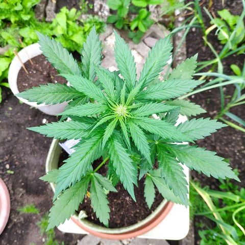 Quick One Royal Queen Seeds growlog timeline photo