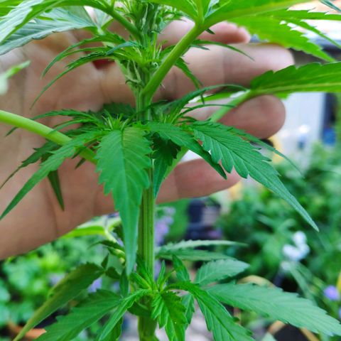 Auto Blueberry Dutch Passion  growlog timeline photo