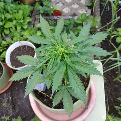Auto Blueberry Dutch Passion  growlog timeline photo