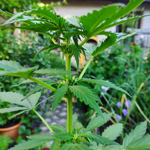 Quick One Royal Queen Seeds growlog timeline photo