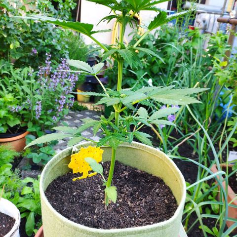 Quick One Royal Queen Seeds growlog timeline photo