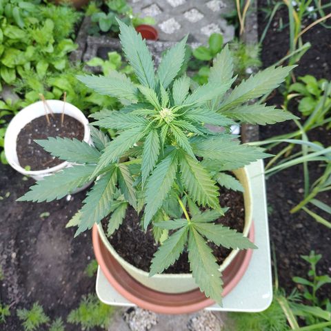 Quick One Royal Queen Seeds growlog timeline photo