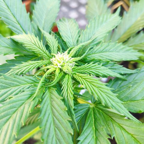Quick One Royal Queen Seeds growlog timeline photo
