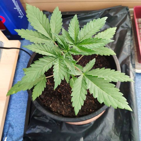Purple Cookie Kush Sensi Seeds  growlog timeline photo