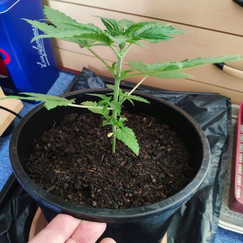 Purple Cookie Kush Sensi Seeds  growlog timeline photo