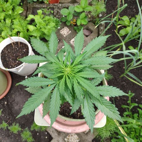 Auto Blueberry Dutch Passion  growlog timeline photo