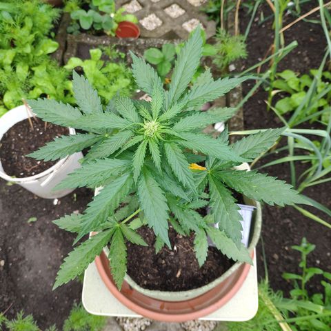 Quick One Royal Queen Seeds growlog timeline photo